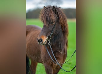 Icelandic Horse, Mare, 6 years, 13,3 hh, Bay-Dark