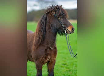 Icelandic Horse, Mare, 6 years, 13,3 hh, Bay-Dark