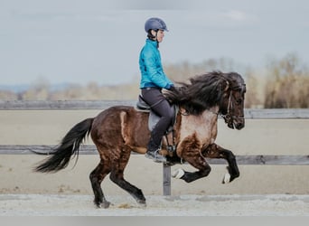 Icelandic Horse, Mare, 6 years, 13.3 hh, Black