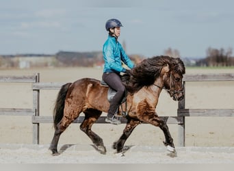 Icelandic Horse, Mare, 6 years, 13.3 hh, Black