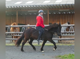 Icelandic Horse, Mare, 6 years, 13.3 hh, Black
