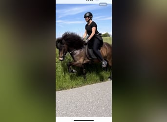 Icelandic Horse, Mare, 6 years, 13,3 hh, Brown