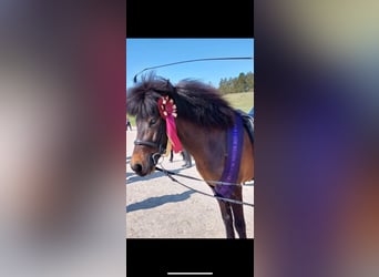 Icelandic Horse, Mare, 6 years, 13,3 hh, Brown