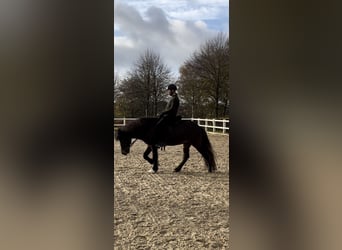 Icelandic Horse, Mare, 6 years, 13,3 hh, Brown