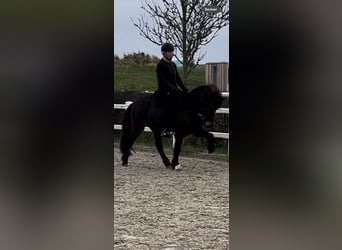 Icelandic Horse, Mare, 6 years, 13,3 hh, Brown