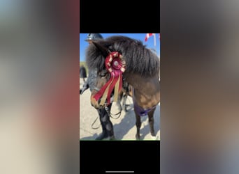 Icelandic Horse, Mare, 6 years, 13,3 hh, Brown