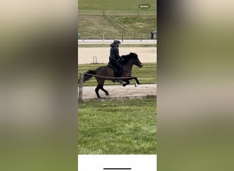 Icelandic Horse, Mare, 6 years, 13,3 hh, Brown