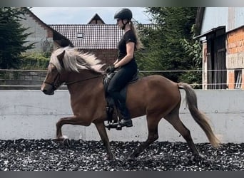 Icelandic Horse, Mare, 6 years, 13.3 hh, Brown