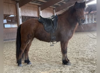 Icelandic Horse, Mare, 6 years, 13,3 hh, Brown