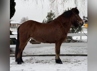 Icelandic Horse, Mare, 6 years, 13,3 hh, Brown