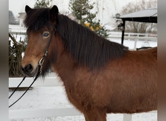 Icelandic Horse, Mare, 6 years, 13,3 hh, Brown