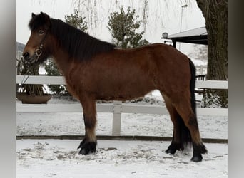 Icelandic Horse, Mare, 6 years, 13,3 hh, Brown