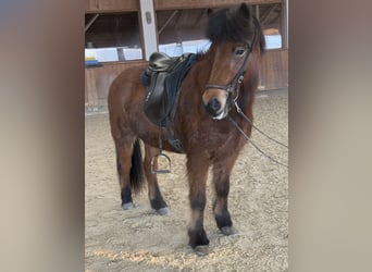 Icelandic Horse, Mare, 6 years, 13,3 hh, Brown