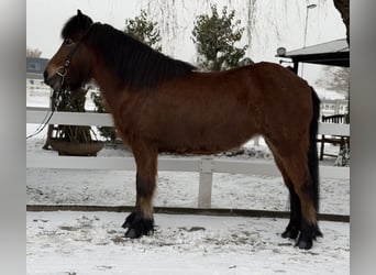 Icelandic Horse, Mare, 6 years, 13,3 hh, Brown