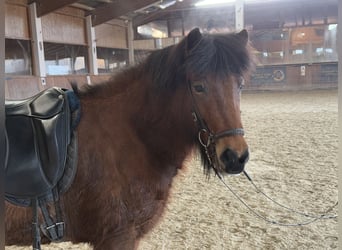 Icelandic Horse, Mare, 6 years, 13,3 hh, Brown