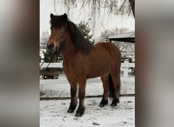 Icelandic Horse, Mare, 6 years, 13,3 hh, Brown