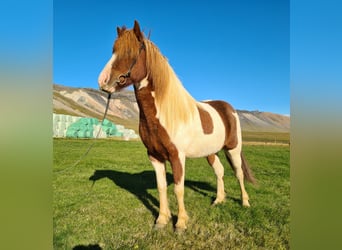 Icelandic Horse, Mare, 6 years, 13.3 hh, Pinto