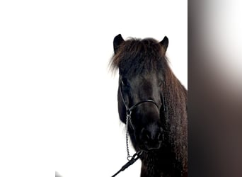 Icelandic Horse, Mare, 6 years, 13 hh, Black