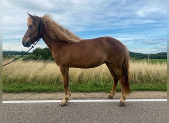 Icelandic Horse, Mare, 6 years, 13 hh, Chestnut-Red