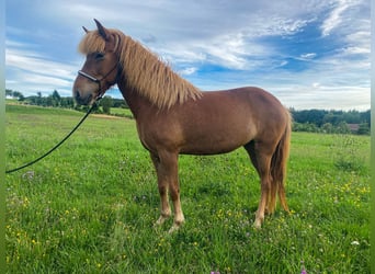 Icelandic Horse, Mare, 6 years, 13 hh, Chestnut-Red
