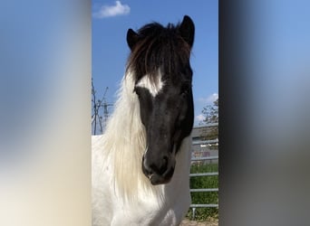 Icelandic Horse, Mare, 6 years, 13 hh, Pinto