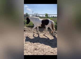 Icelandic Horse, Mare, 6 years, 13 hh, Pinto