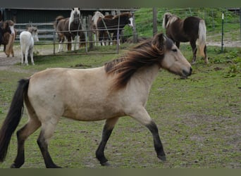 Icelandic Horse, Mare, 6 years, 13,1 hh