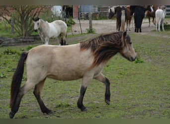 Icelandic Horse, Mare, 6 years, 13,1 hh