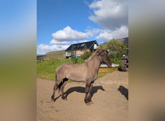 Icelandic Horse, Mare, 6 years, 13,1 hh, Dun