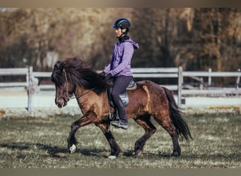 Icelandic Horse, Mare, 6 years, 13,2 hh, Black