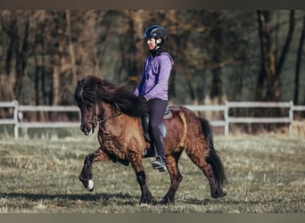 Icelandic Horse, Mare, 6 years, 13,2 hh, Black