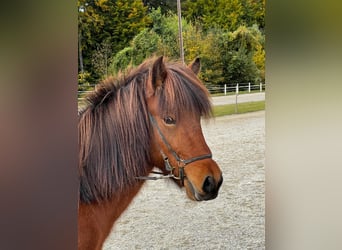 Icelandic Horse, Mare, 6 years, 13,2 hh