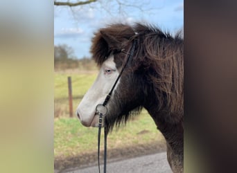 Icelandic Horse, Mare, 6 years, 13,2 hh