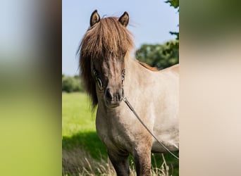 Icelandic Horse, Mare, 6 years, 13,3 hh, Dun