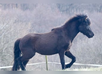 Icelandic Horse, Mare, 6 years, 14.1 hh, Black