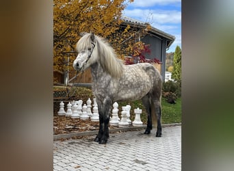 Icelandic Horse, Mare, 6 years, 14.1 hh, Can be white