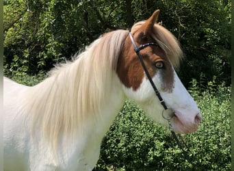 Icelandic Horse, Mare, 6 years, 14.1 hh, Pinto