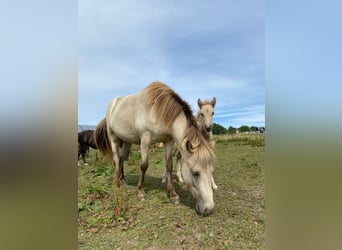 Icelandic Horse, Mare, 6 years, 14 hh
