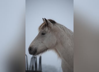 Icelandic Horse, Mare, 6 years, 14 hh