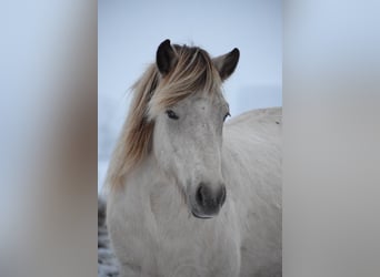 Icelandic Horse, Mare, 6 years, 14 hh