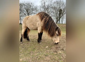 Icelandic Horse, Mare, 6 years, 14 hh