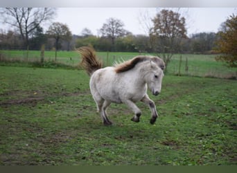 Icelandic Horse, Mare, 6 years, 14 hh