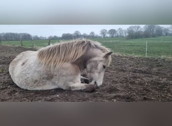Icelandic Horse, Mare, 6 years, 14 hh