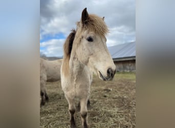 Icelandic Horse, Mare, 6 years, 14 hh