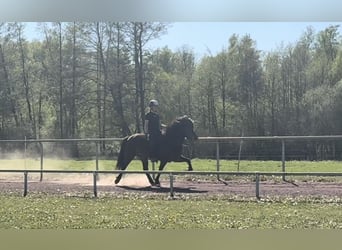 Icelandic Horse, Mare, 6 years, 14 hh, Brown