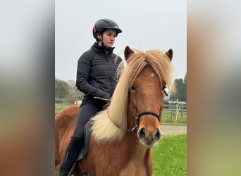 Icelandic Horse, Mare, 6 years, 14 hh, Chestnut-Red