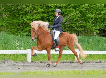 Icelandic Horse, Mare, 6 years, 14 hh, Chestnut-Red