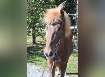 Icelandic Horse, Mare, 6 years, 14 hh, Chestnut-Red
