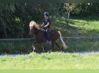 Icelandic Horse, Mare, 6 years, 14 hh, Chestnut-Red