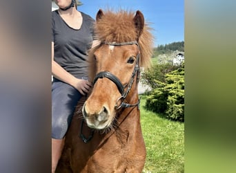 Icelandic Horse, Mare, 6 years, 14 hh, Chestnut-Red